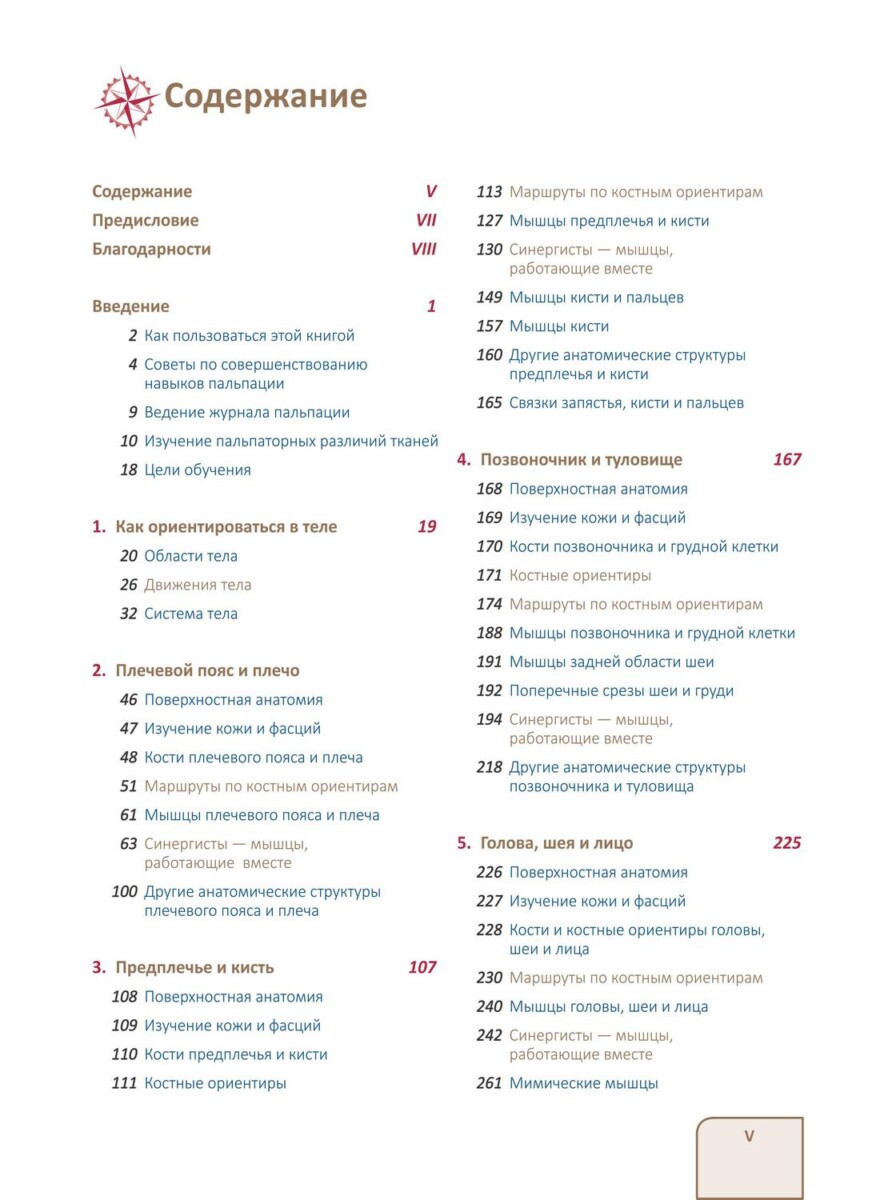Путеводитель по телу. Практическое руководство по пальпации тела — изображение 6